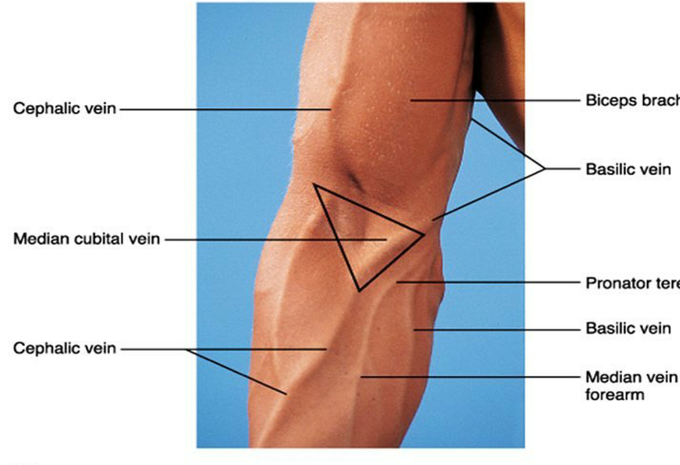 Superficial veins