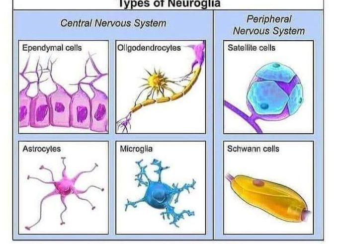 Neuroglia Types