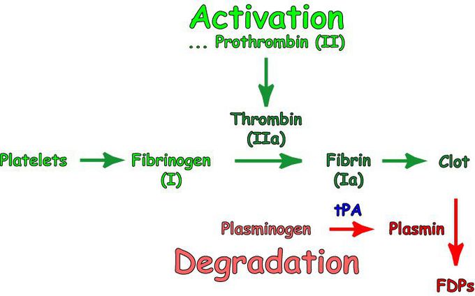 Coagulation