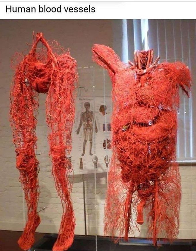 Blood vessels