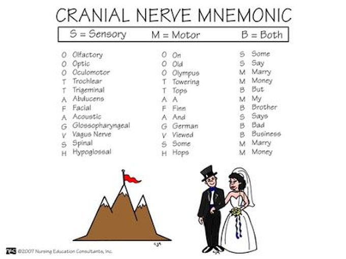 Cranial Nerves