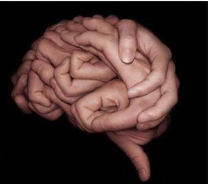 The brain