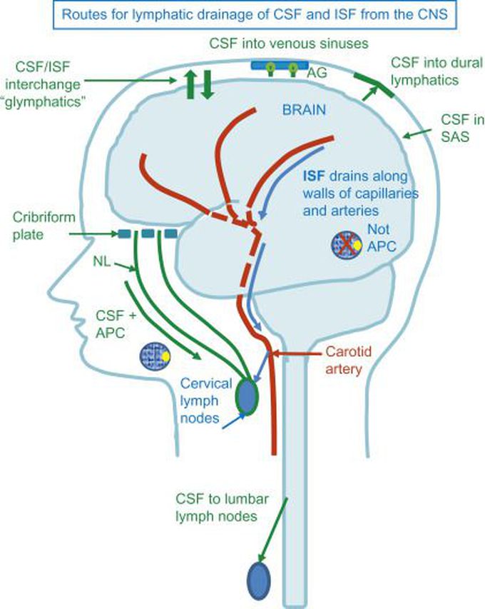 Lymphatic drainage of brain