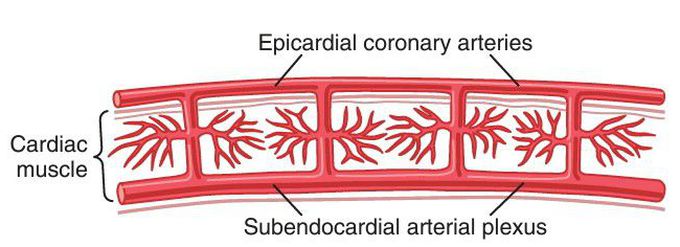 Coronary vasculature