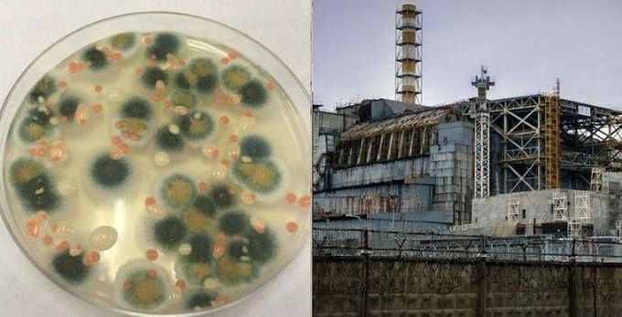 Identify the fungus which is radioresistant.Melanin producing strains of this fungus was isolated from Chernobyl nuclear disaster.