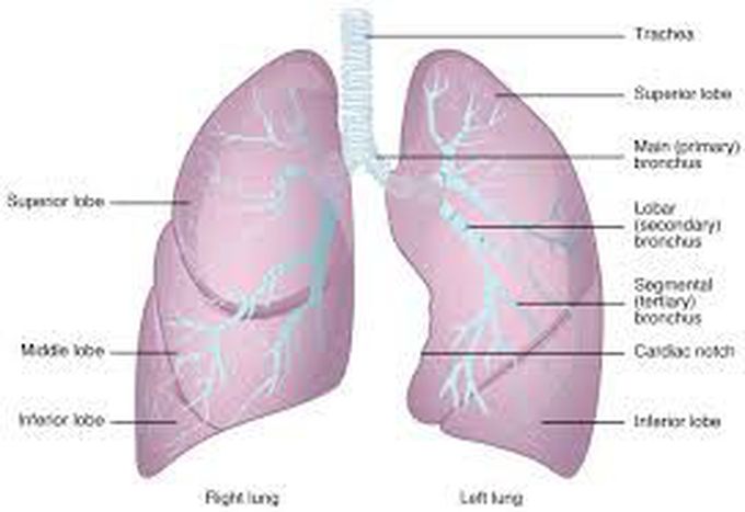 Lung anatomy