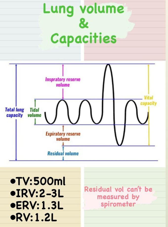 Lung Volume and Capacities