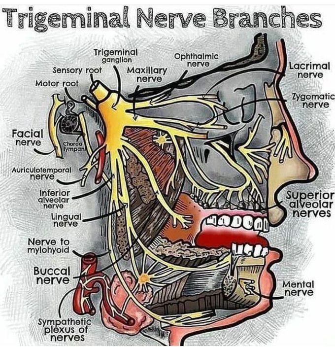Branches of the Trigeminal Nerve