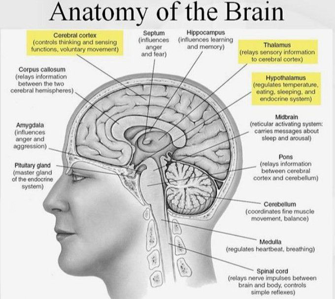 Neuroanatomy in a glimpse