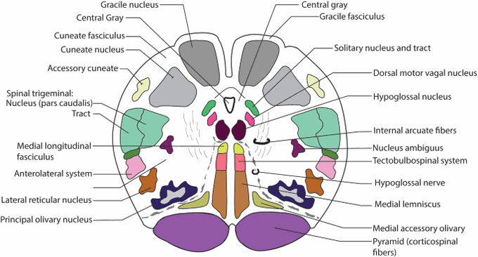 Internal anatomy of Medulla Oblongata