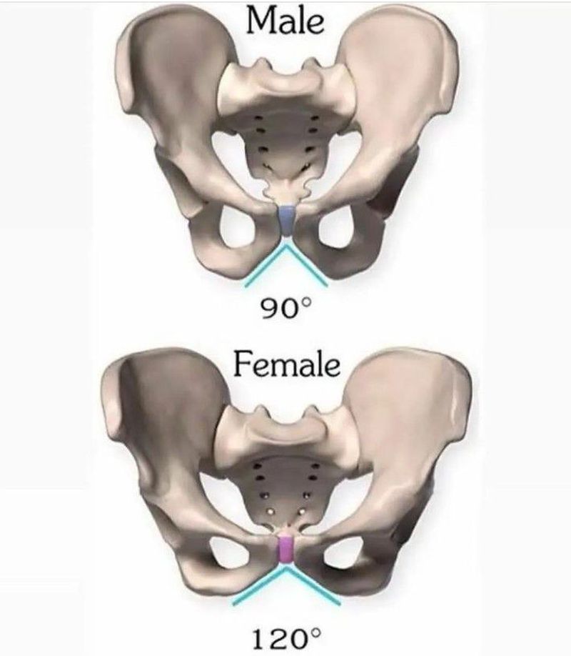 Female pelvis