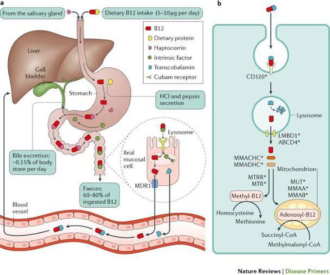 Vitamin B12 absorption