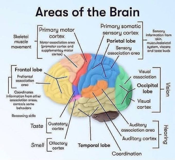 Areas of brain