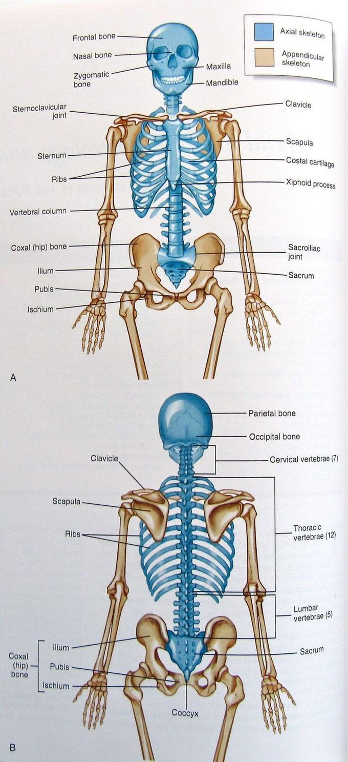 Anatomy