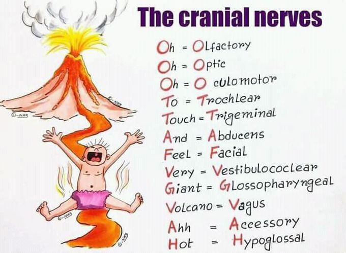 Cranial nerves