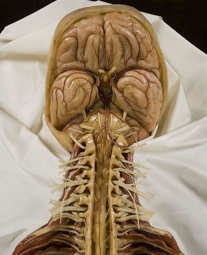 Central nervous system ❤️