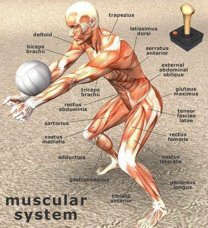 Muscular system