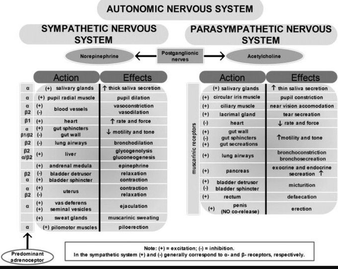 Autonomic nervous system