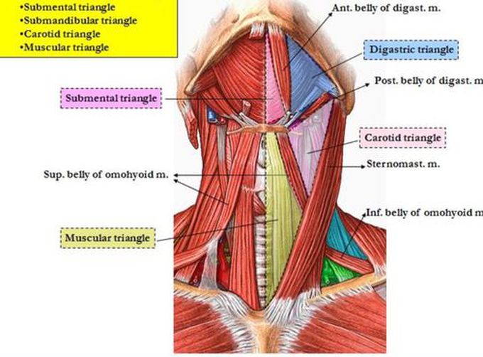 Anterior Triangle of the Neck- Subdivisions