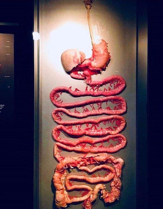 Stomach nd intestine💙