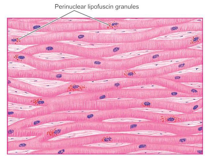 Lipofuscin