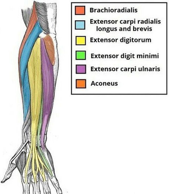 Anatomy of the Forearm