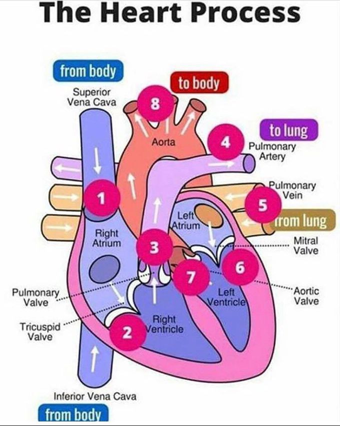 The Heart process