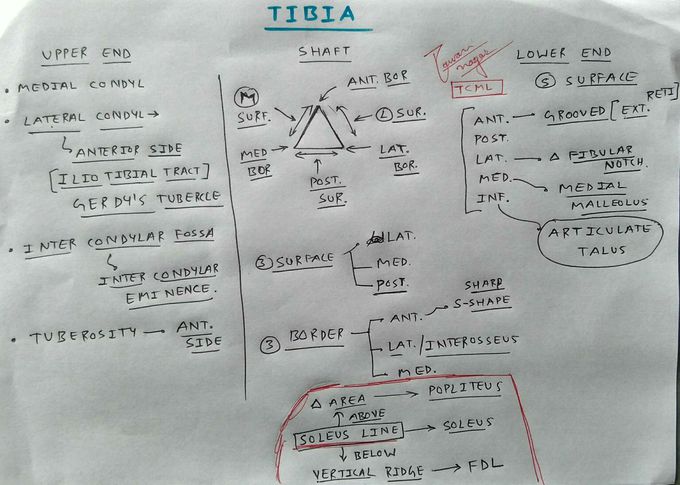 Tibia Bone