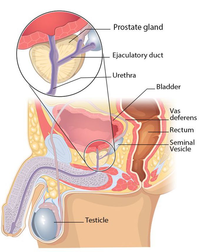 Location of prostate
