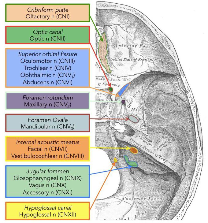 Cranial nerves opening in skull