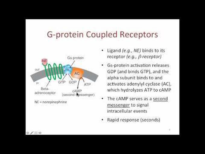 Pharmacology of drug receptors