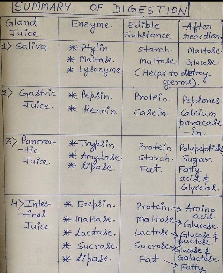 Summary of digestion - MEDizzy