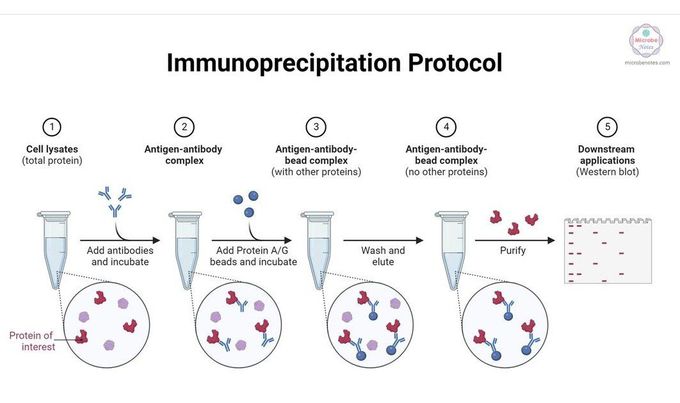 Immunoprecipitation Protocol