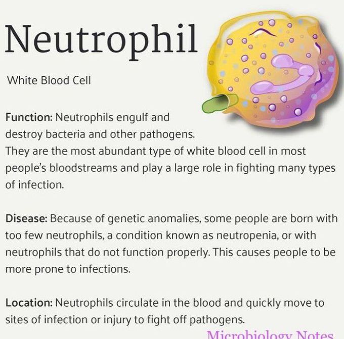 Neutrophils