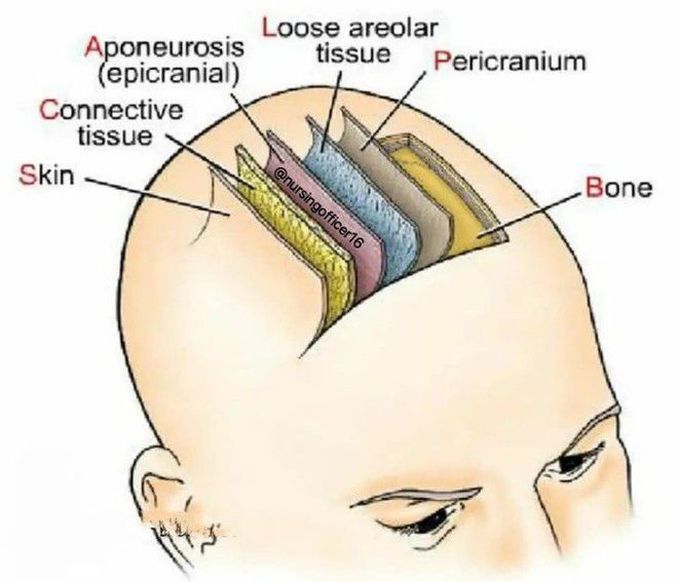 Layers of the Scalp