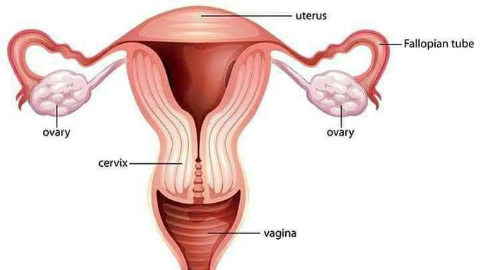 💫Very important points - Human Reproduction 💫

🌟Uterus also called womb.
 
🌟 Longest unstripped muscles of the body are found in the walls of uterus. (During pregnancy)
 
🌟 Clitoris is a homologous to the penis in the male.
 
🌟 Bartholin Glands : It is homologous to Cowper's gland of male
 
🌟 A functional mammary gland is characteristic of all female mammals.
 
🌟 The milk produced during the initial few days of lactation is called colostrum which contains antibodies (IgA) absolutely essential to develop resistance for the new-born babies.

⚡️ Liberation of sperms from Sertoli cells of seminiferous tubules is called spermiation.
 
⚡️ Liberation of sperms from testes is called semination.
 
⚡️ Liberation of sperms from body of male is called ejaculation .
 
⚡️ Mammalian sperms are transfered to vagina of female by the process called insemination.
 
⚡️ In 1 ml of semen, 20 to 120 millions of sperms are present in human being.
 
⚡️ Leydig's cells mature at 10 yrs. of age.
 
⚡️ In humans (and most vertebrates), the first polar body does not undergo meiosis II.
 
⚡️ The first polar body is, therefore, formed merely to get rid of unwanted chromosomes.
 
⚡️ 65-74 days are required to complete the cycle of spermatogenesis in human being.