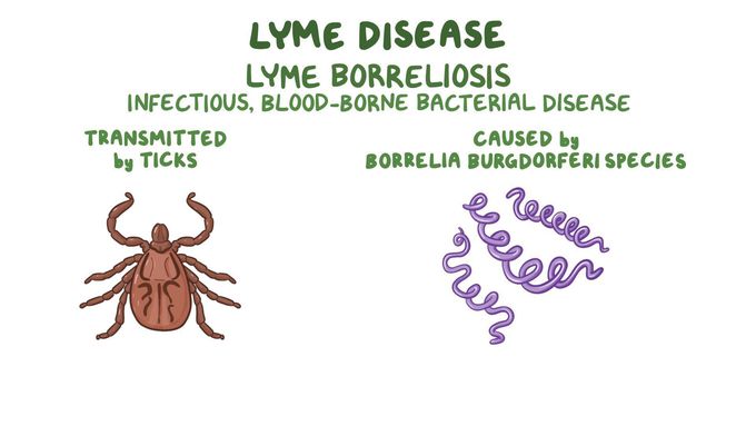 Erythema migrans