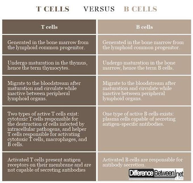 T cells and B cells