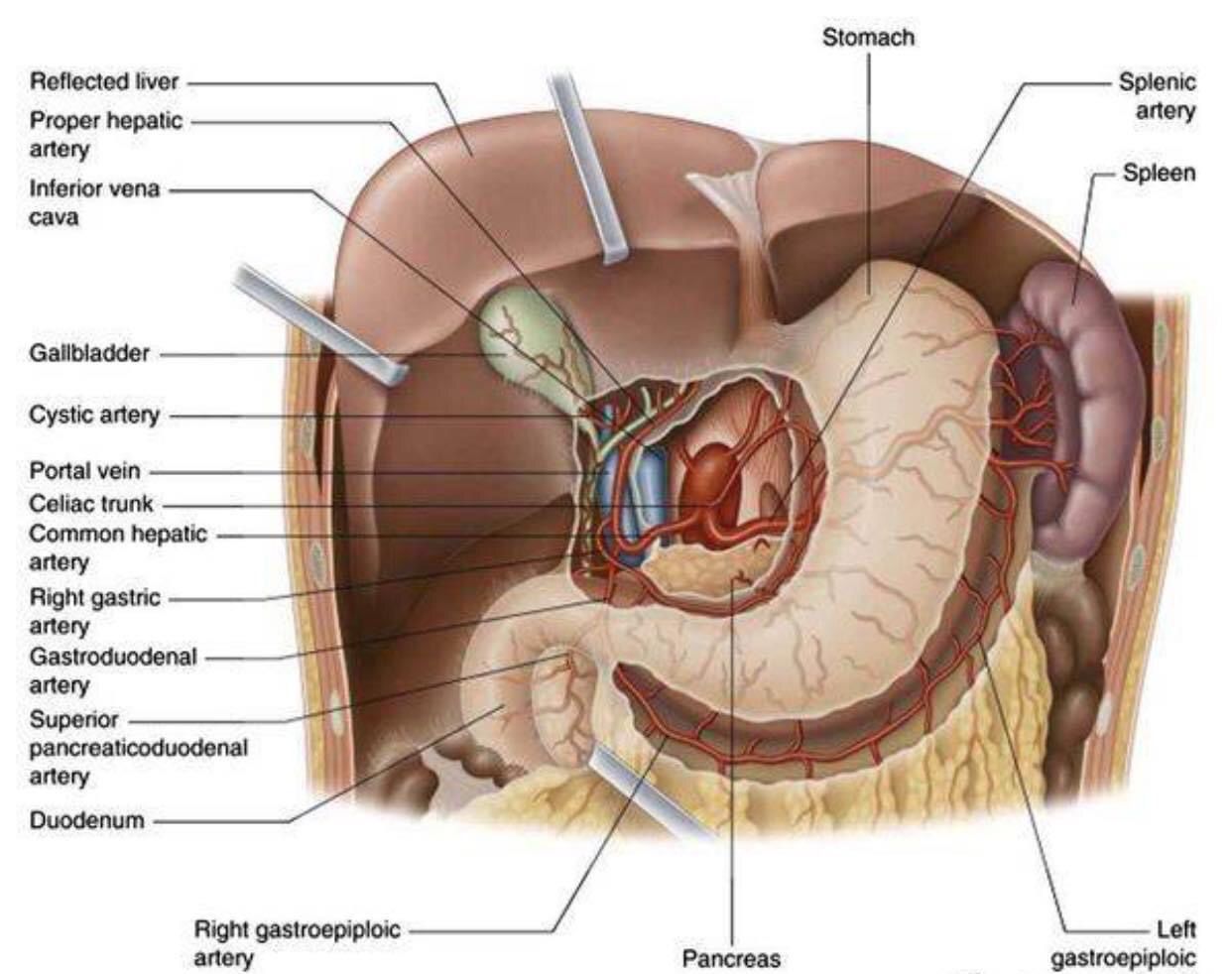 Celiac trunk anatomy - MEDizzy, image size:1242x982