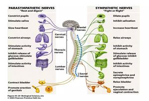 Sympathetic and parasympathetic nerves