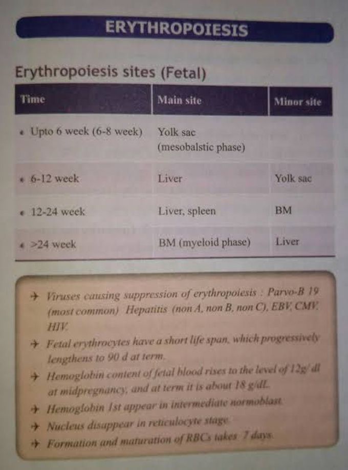 Erythropoiesis