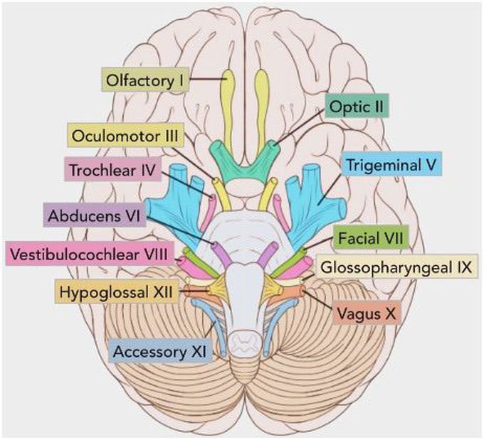 Let’s see , the Brain stem with CRANIAL NERVES ❗️