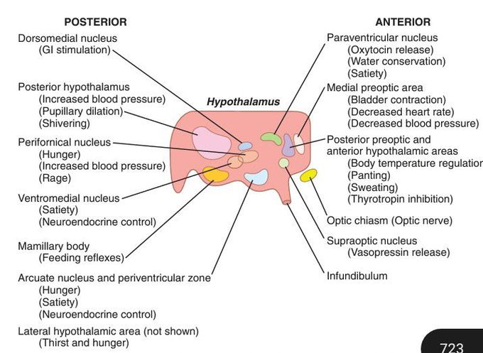 Hypothalamus