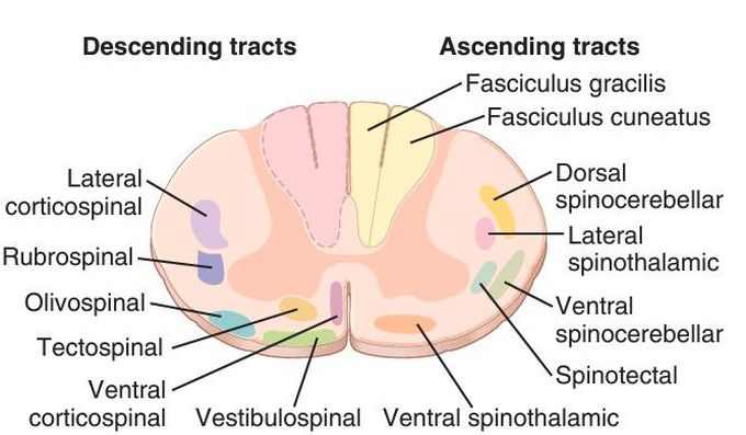 Cross section of the spinal cord