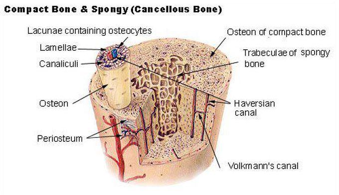 Bone - Compact ( Cortical ) And Cancellous ( Spongy )