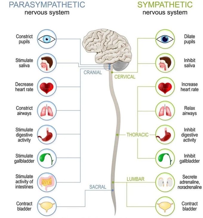 Sympathetic Vs parasympathetic system