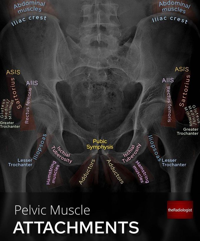 Pelvic Muscle Attachments