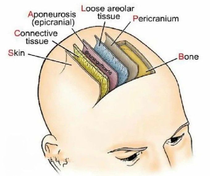 Scalp layers