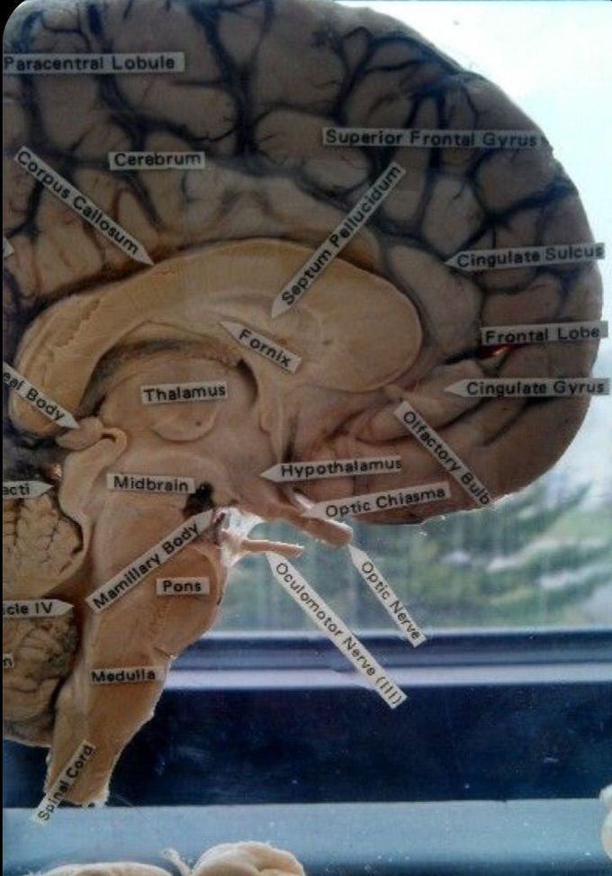 Brain