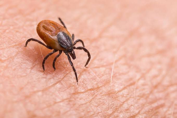 Complications of babesiosis